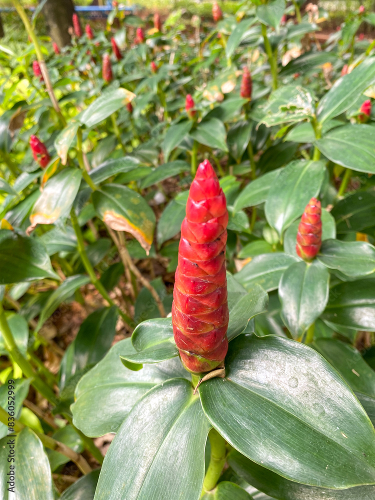 Zingiber zerumbet, commonly known as pinecone ginger, shampoo ginger or wild ginger Zingiber zerumbet, commonly known as pinecone ginger, shampoo ginger or wild ginger