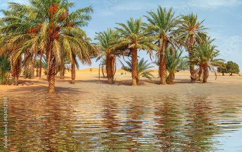 Sand dunes surround the oasis with palm tree and lake - Sahara  Morocco