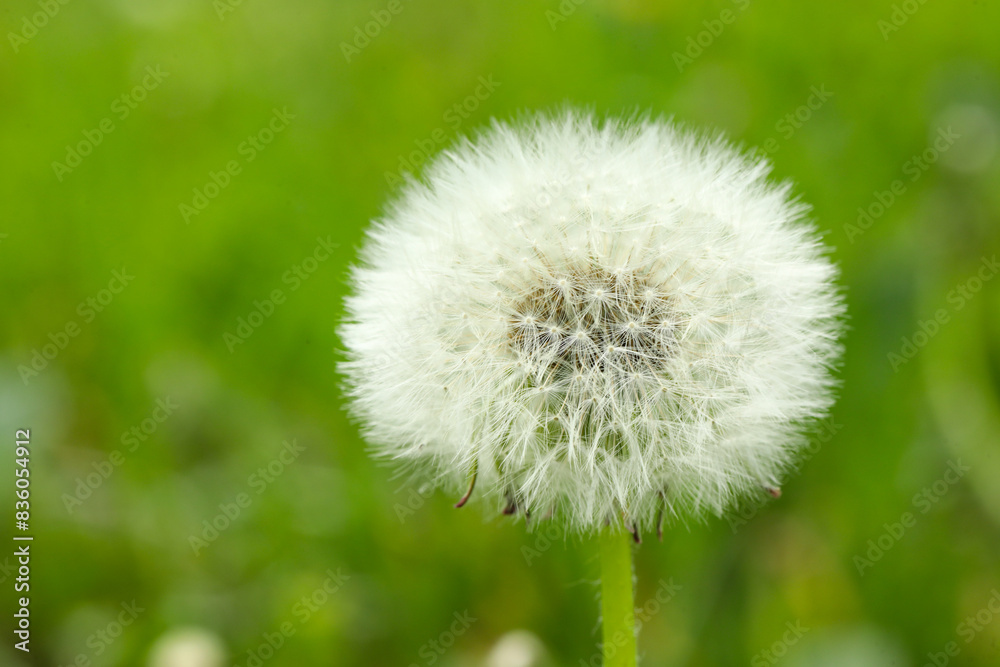 Beautiful white dandelion flower in green grass outdoors, closeup Beautiful white dandelion flower in green grass outdoors, closeup