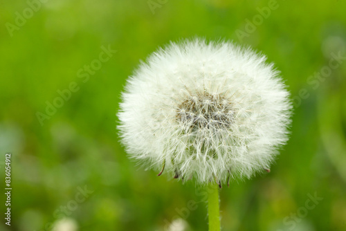 Beautiful white dandelion flower in green grass outdoors  closeup