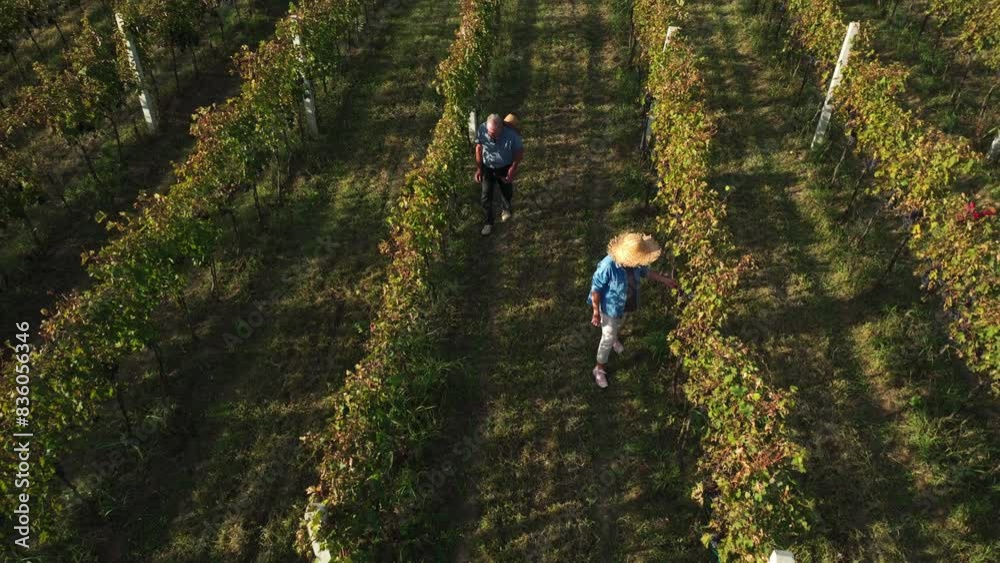 Mature winemaker couple walking through the vine rows, checking grapes quality and eating grape from the bunch Mature winemaker couple walking through the vine rows, checking grapes quality and eating grape from the bunch