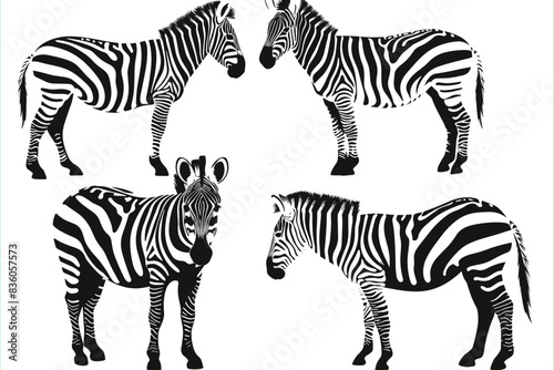 Graphical set of zebra isolated on white background, vector illustration. zebra icon. Vector Zebra. Graphical set of zebras isolated on white background, vector illustration for tattoo and printing .