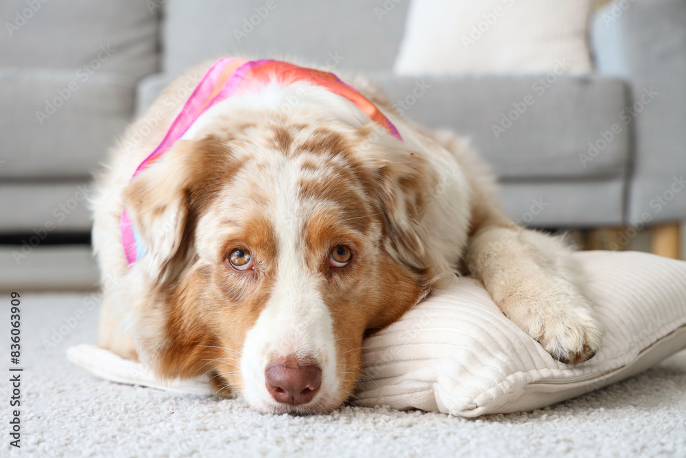 Adorable Australian Shepherd dog with shawl lying on floor at home Adorable Australian Shepherd dog with shawl lying on floor at home