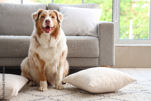 Adorable Australian Shepherd dog with pillows sitting on floor at home