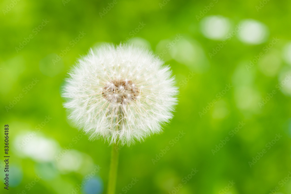 White dandelion flower on green grass meadow White dandelion flower on green grass meadow