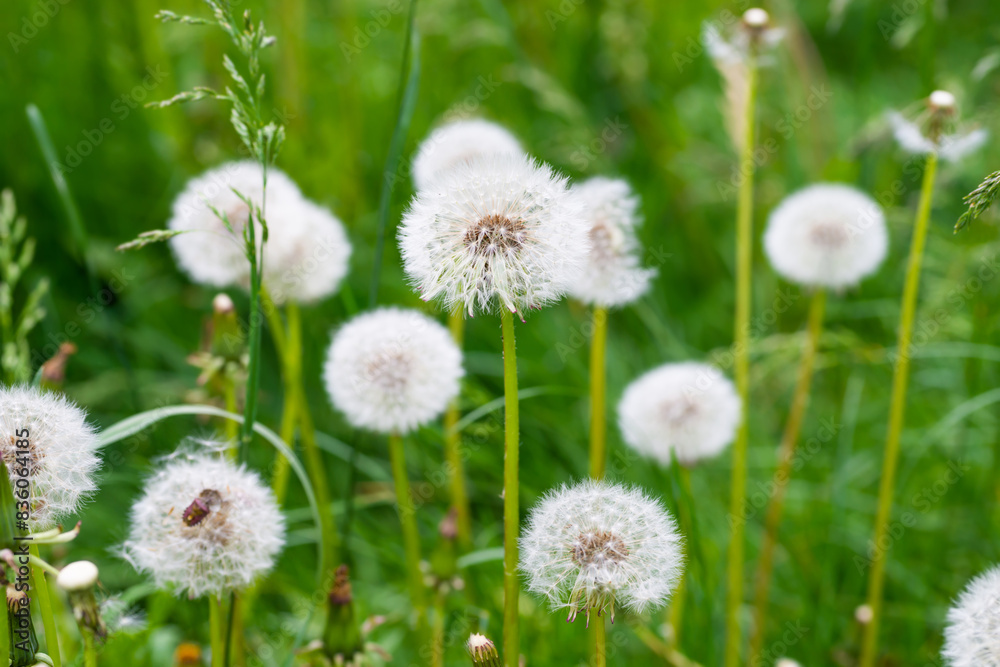 White dandelion flowers on green grass meadow White dandelion flowers on green grass meadow