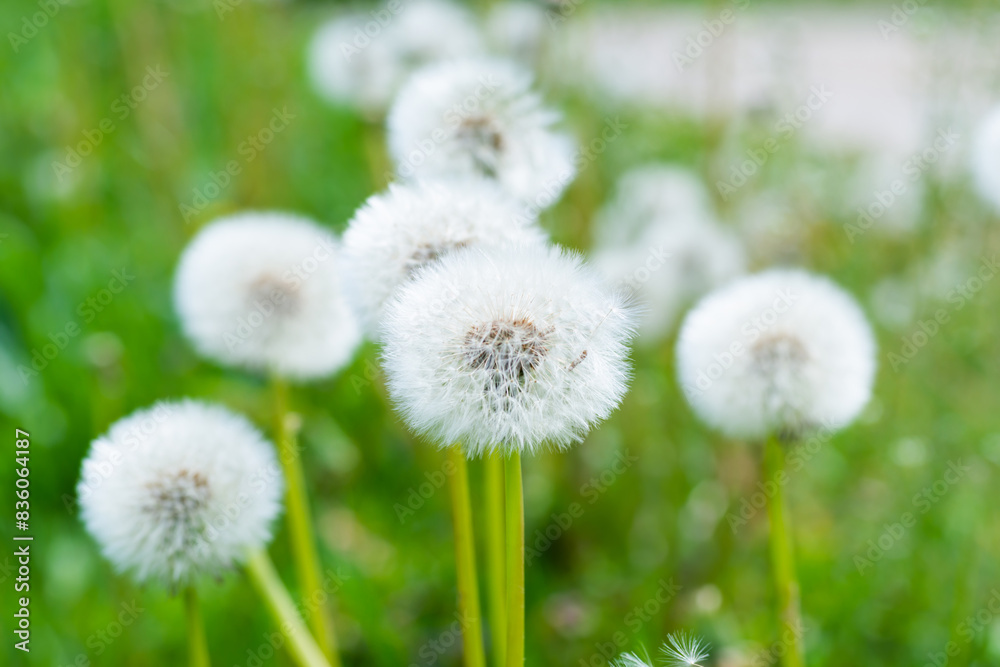 White dandelion flowers on green grass meadow White dandelion flowers on green grass meadow