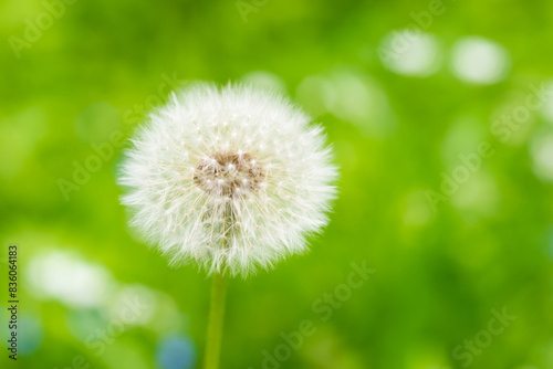 White dandelion flower on green grass meadow
