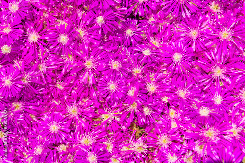 Purple flowers Drosanthemum hispidum or hairy dewflower, purple pink summer flower background