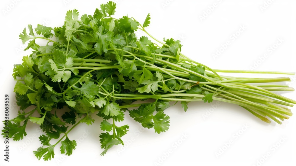 A bunch of Fresh Cilantro or coriander on a white background A bunch of Fresh Cilantro or coriander on a white background