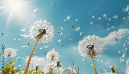 Dreamy Dandelions: A Sunny Day Sky Spectacle