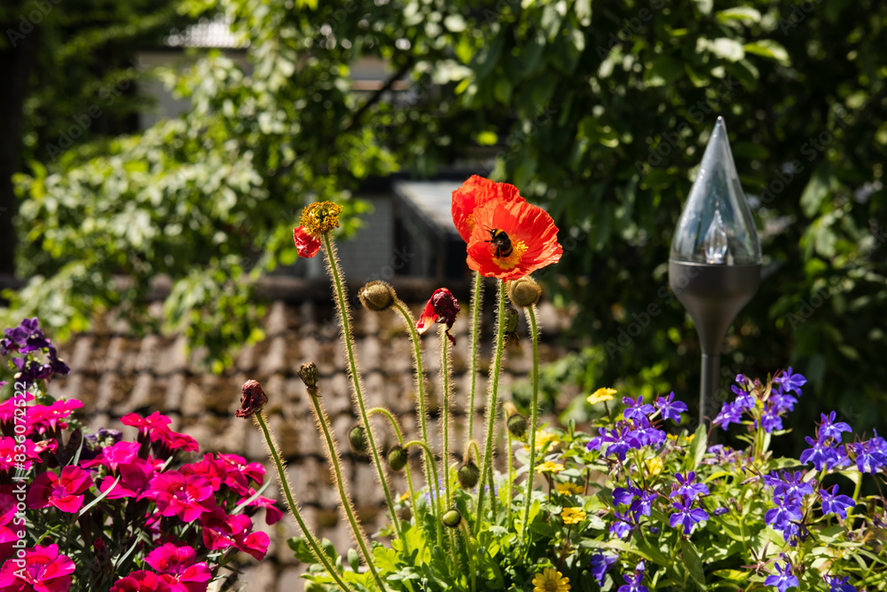 custom made wallpaper toronto digitalbumblebee inside red poppy flower on balcony