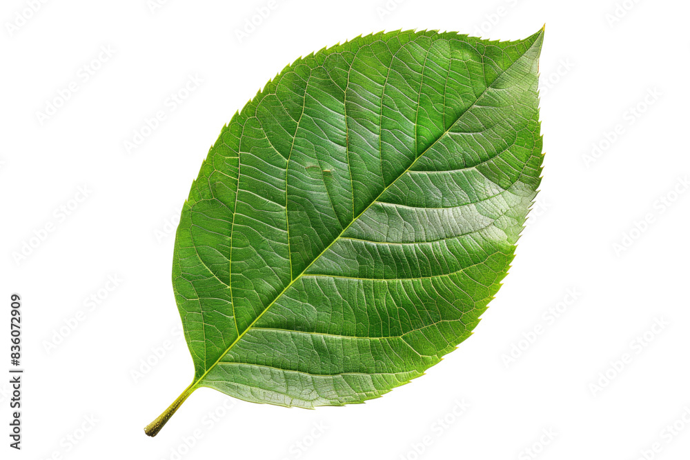 Obraz premium Tree green leaf isolated on transparent background