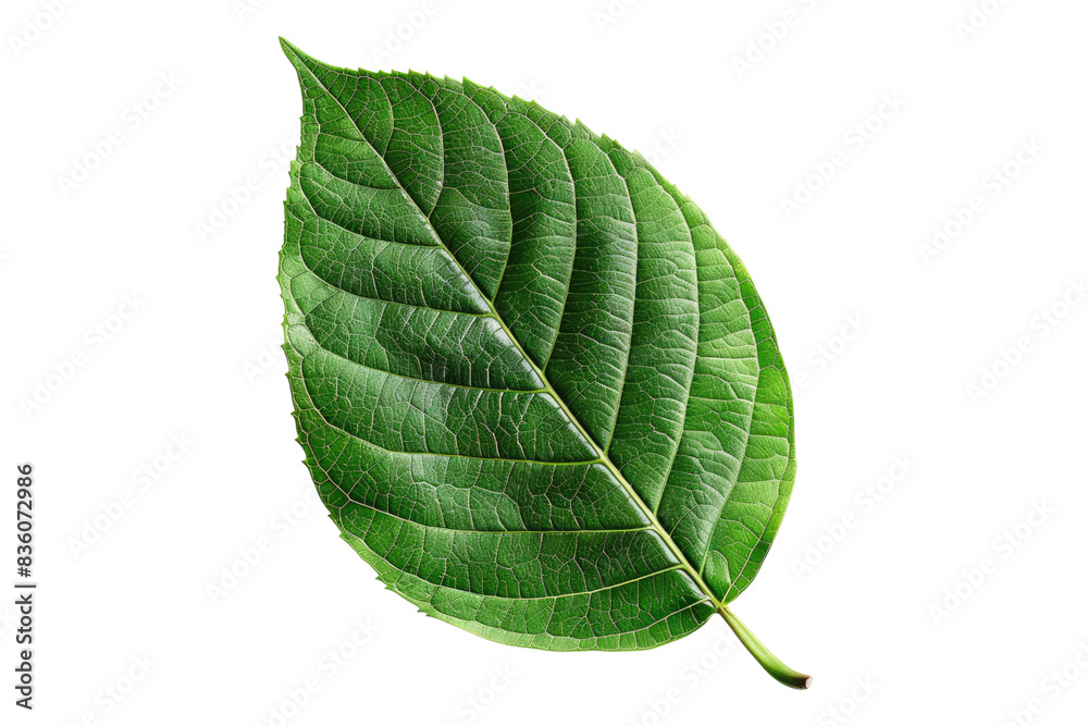 Obraz premium Tree green leaf isolated on transparent background