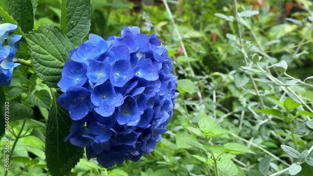 Vibrant blue hydrangea in lush garden greenery on a sunny day, close-up Vibrant blue hydrangea in lush garden greenery on a sunny day, close-up