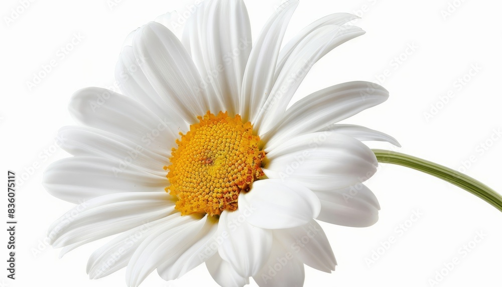 Fototapeta premium Stunning White Daisy (Marguerite) in a Pure White Setting: Clipping Path Included - ar 7:4