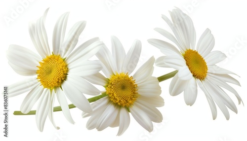 Pure and Delicate: Isolated White Daisy with Clipping Path