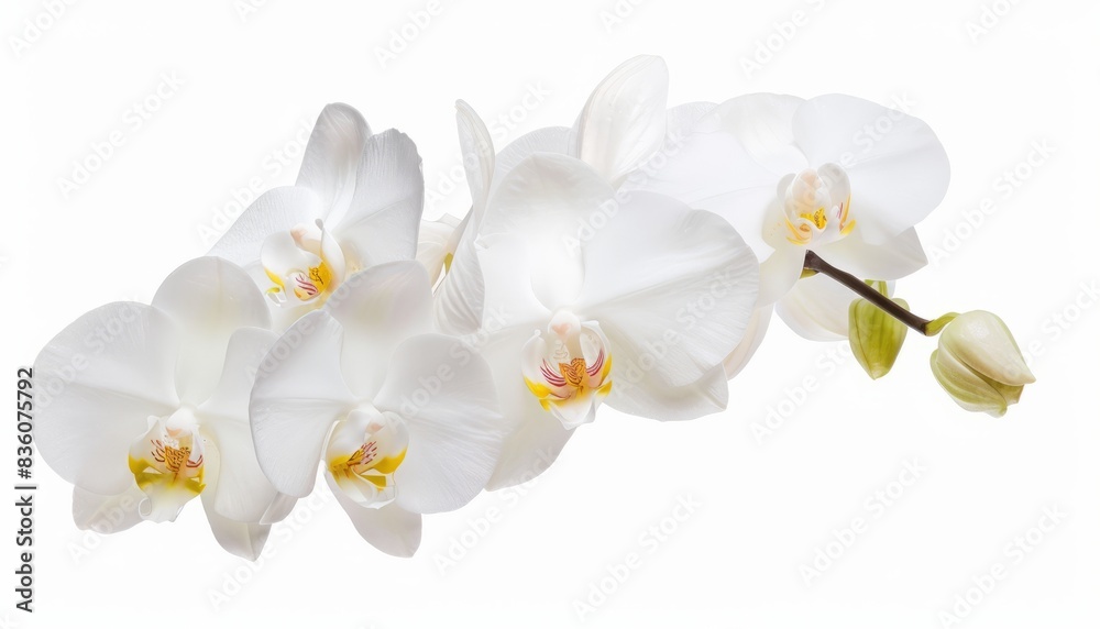 Pure Beauty: Stunning White Orchid Flower Captured in Isolation