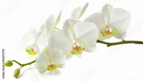 Pure Elegance: Stunning White Orchid in Isolation