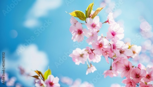 Pink Cherry Blossoms: Nature's Stunning Display against the Blue Sky © Paulius