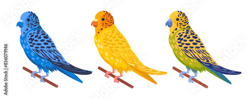 Decorative budgies. Domestic colorful budgies, cute budgie birds flat vector illustration set. Cartoon birds on white background