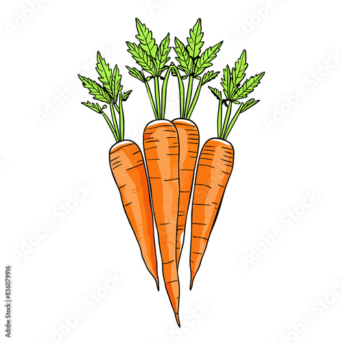 A bunch of fresh, organic orange carrots with green leaves isolated on a white background