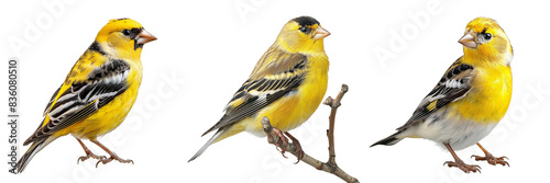 Three vibrant american goldfinch perched, showcasing their bright plumage photo