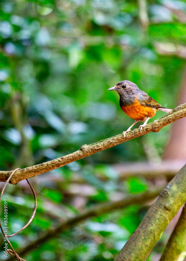 White-rumped Shama (Copsychus malabaricus) - Commonly Found in South and Southeast Asia