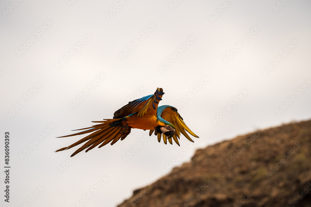 Macaw parrot flying against mountain cliff outdoors. Scarlet Macaw, Ara macao, in tropical forest, Gran canaria of Spain. Wildlife scene