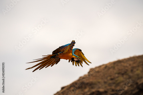 Obraz na płótnie Macaw parrot flying against mountain cliff outdoors. Scarlet Macaw, Ara macao, in tropical forest, Gran canaria of Spain. Wildlife scene w salonie