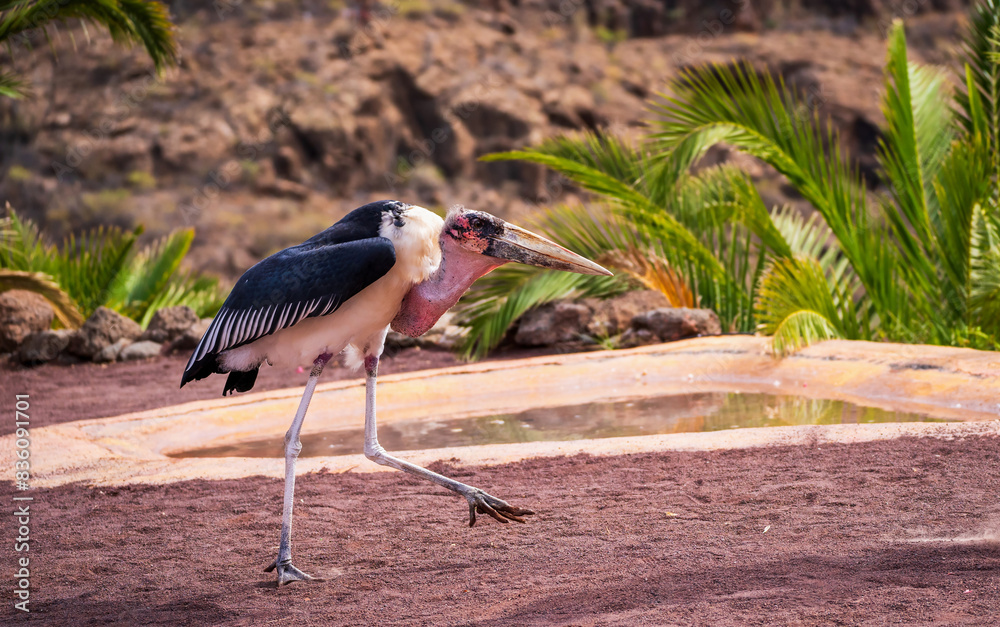 Great adjutant member of the marabou stork family, aka ciconiidae bird walking in its natural habitat, Leptoptilos crumenifer