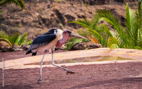 Obraz na płótnie Great adjutant member of the marabou stork family, aka ciconiidae bird walking in its natural habitat, Leptoptilos crumenifer w salonie