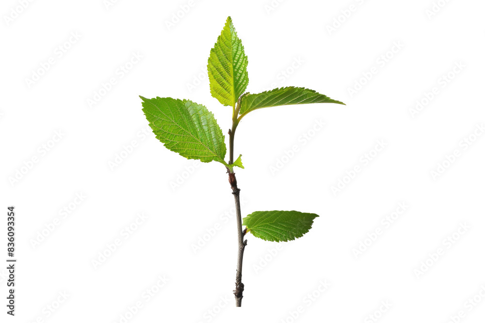 Young green leaf isolated on transparent background Young green leaf isolated on transparent background