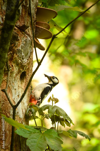 Buntspecht im Wald