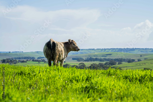 African Livestock: Regenerative Practices for a Brighter Future and Climate Resilience with Thriving Cow Populations in Vast Grasslands photo