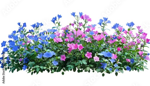 Wallpaper Mural Colorful Campanula: Stunning Blue and Pink Flowers for Your Garden Design Torontodigital.ca