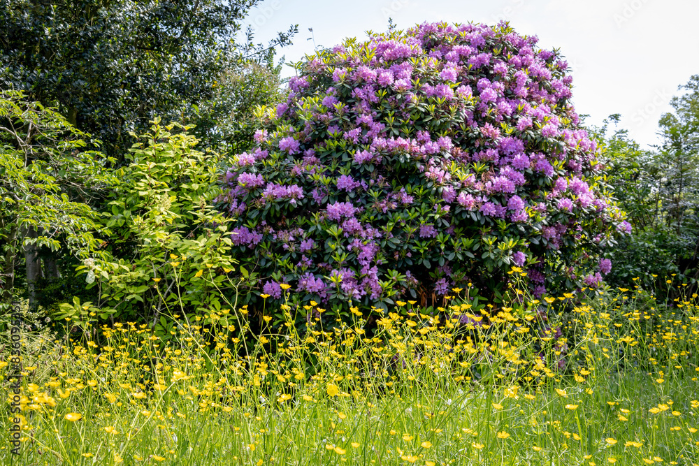 Naklejka premium Colourful flowers in an English country garden in May