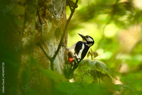 Buntspecht im Wald