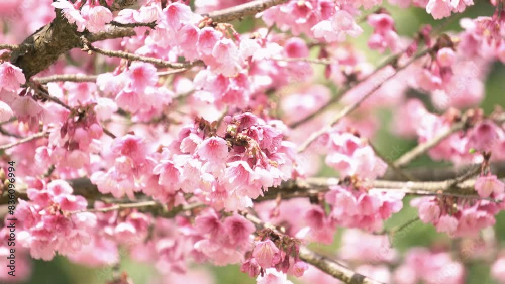 Pink cherry blossom (sakura) in a garden. Pink cherry blossom (sakura) in a garden.