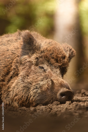 Schlafendes Wildschwein