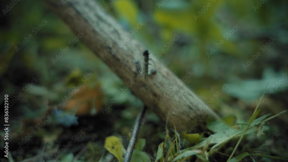 a large caterpillar crawls along a wooden branch. close-up a large caterpillar crawls along a wooden branch. close-up