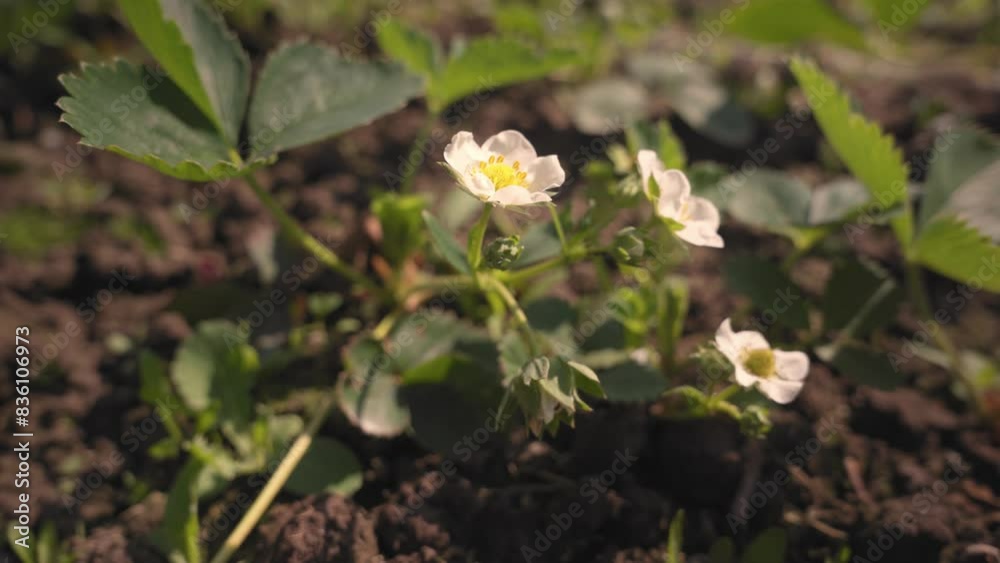strawberry blossoms in the summer garden. white flowers strawberry blossoms in the summer garden. white flowers