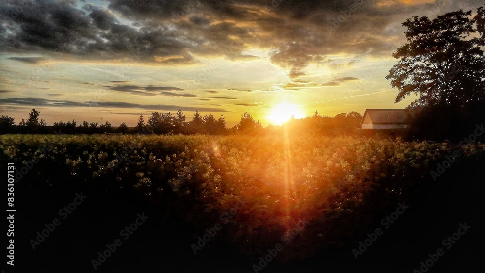 Obraz premium Colza and sunset