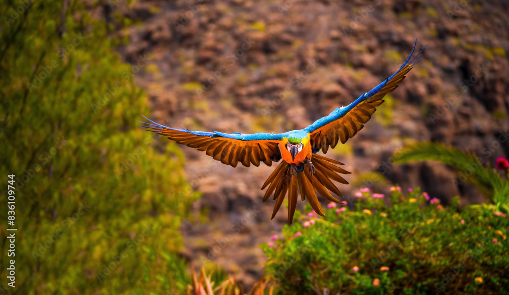 Colorful Scarlet macaw parrot flying outdoors in its natural habitat