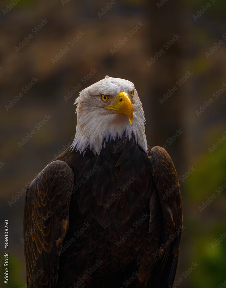 Portrait of a bald eagle lat. haliaeetus leucocephalus