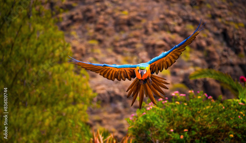 Obraz na płótnie Colorful Scarlet macaw parrot flying outdoors in its natural habitat w salonie