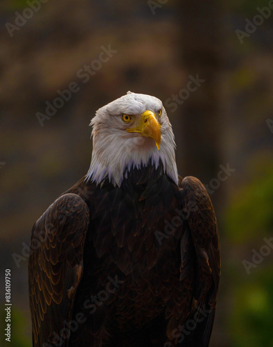 Obraz na płótnie Portrait of a bald eagle lat. haliaeetus leucocephalus w salonie