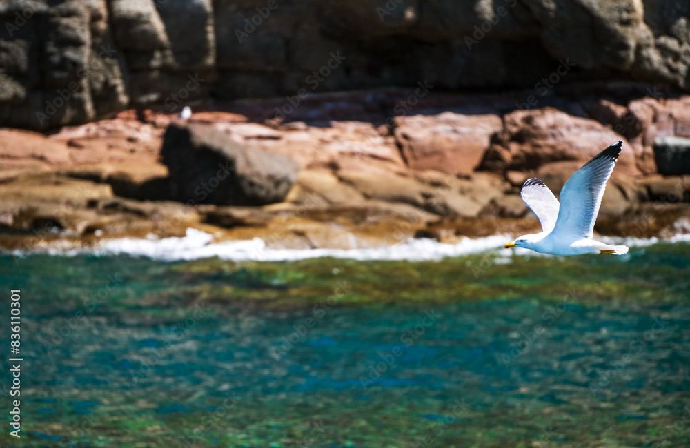 A seagull is flying over the sea against island in Gran canaria, Spain