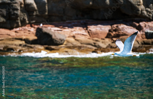 Obraz na płótnie A seagull is flying over the sea against island in Gran canaria, Spain w salonie
