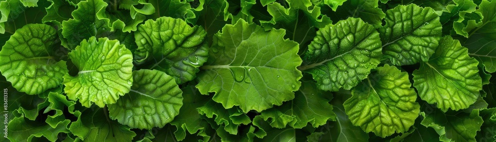 Fresh green lettuce leaves in a garden. Perfect for salads, healthy eating, and organic recipes. Crisp, vibrant, and full of nutrients. Fresh green lettuce leaves in a garden. Perfect for salads, healthy eating, and organic recipes. Crisp, vibrant, and full of nutrients.